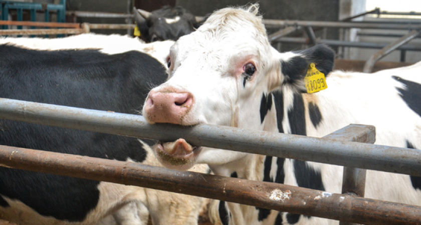 Молоко в Ростовской области подешевело на 8% — фермеры избавляются от коров