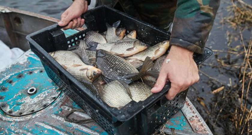 Наследник крупнейшего рыбколхоза СССР предрек крах отрасли в России