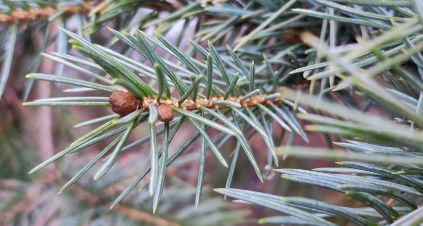 В Ростове на 8 марта может выпасть снег