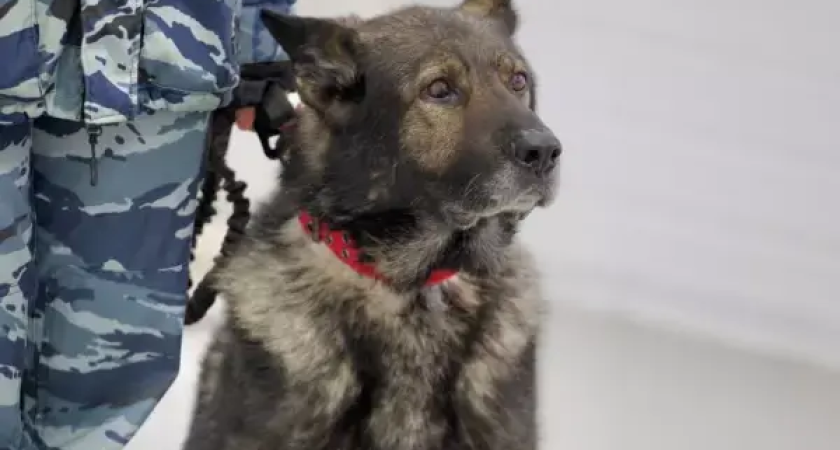 Полицейский пес Вегас ушел на пенсию после 11 тысяч выездов