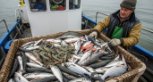Пришельцы захватили Азовское море: 12 новых видов рыб составляют уже 49% всех уловов