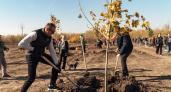 Сбер заложил парк в честь 80-летия Победы: 160 деревьев высадили в Ростове за один день