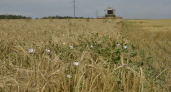 В Азовском районе обработали ячмень запрещенным пестицидом — нарушение выявила система «Сатурн»