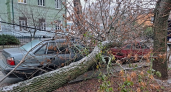 Ветер до 25 м/с повалил деревья в Таганроге: власти просят звонить в аварийную службу