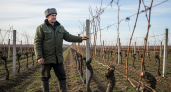 Донской виноград вырос на 96% несмотря на засуху и заморозки