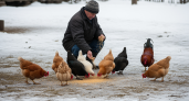 Поставьте в гнезде курятника — и яйценоскость взлетит даже в мороз, секрет в одном доступном средстве