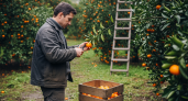 Поехала собирать апельсины в Абхазию: реальный заработок туриста за сезон