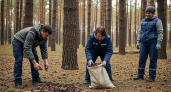 В Усть-Донецком районе собрали 2,4 тонны шишек для спасения лесов