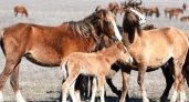 Четыре жеребенка родились в феврале: донские мустанги удивили заповедник