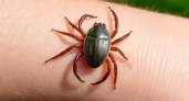100 укусов клещей за два месяца: Ростовскую область предупредили об опасности