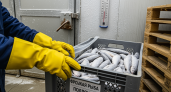 20 тонн рыбы из Ростовской области прошли строгий контроль для Грузии