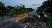Кассация взыскала 568 тыс. руб. с компании за дерево, упавшее на дорогу