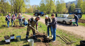 56 тысяч жителей Дона высадили 25 тысяч деревьев в День древонасаждения