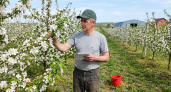 В Ростовской области продают сад с 7 000 черешнями и яблонями на 25 гектарах
