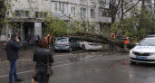Шторм в Ростове: дерево рухнуло на иномарки при ветре 20 м/с