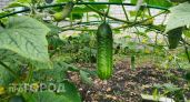Больше не мариную огурцы часами: мой метод позволяет подать хрустящую закуску к столу уже через час