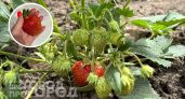 Секрет урожайной клубники раскрыт: вношу этот доступный состав в апреле и собираю ягоды размером с кулак