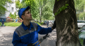В Ростове чиновник взял 700 тысяч за разрешение вырубить деревья