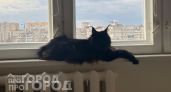 Забудьте о частых визитах к ветеринару: 3 породы кошек с крепким здоровьем, которые живут до 20 лет дома