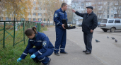 Ветеринары Ростова выехали к месту гибели голубей у лицея — птиц не нашли