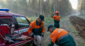 Обломки сбитых БПЛА вызвали пожары в лесничестве Шолоховского района