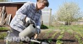 Выкидываю всю дорогую химию в мусор: копеечная пачка соды гарантированно избавляет огород от любых вредителей