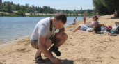 Ядовитый жук томкат замечен на пляже в Цимлянске