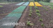 Забыла про кротов навсегда: просто закопала это средство в землю и теперь на участке идеальный порядок
