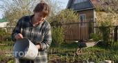 Добавьте эту простую добавку в воду для полива свеклы: плоды станут приторно сладкими и очень крупными