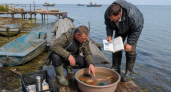 Впервые за 50 лет: в Таганрогском заливе поймали редкого морского петуха