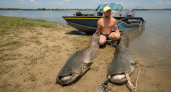 Рыбак из Таганрога поймал двух сомов весом 50 и 64 килограмма