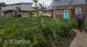 Забудьте про прополку: один простой раствор на ведро воды заставит сорняки исчезнуть с участка за одну ночь