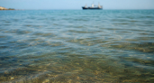 Ученый предложил сдерживать медуз в Азовском море разведением хамсы