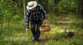 Грибные точки Дона: куда ехать за богатым урожаем