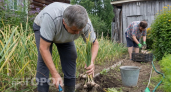 Освободилась грядка после чеснока: что посеять прямо сейчас, чтобы до октября собрать богатый второй урожай
