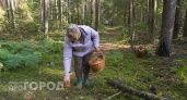Где в Ростовской области полными корзинами собирают белые грибы: список локаций