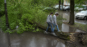 В Ростове почти три недели не убирают дерево у двух детсадов на Ленина
