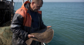 Запасы камбалы-калкана в Азовском море выросли с 20 тонн до 2,9 тысячи