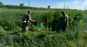На Дону за лето уничтожили более миллиона кустов дикорастущей конопли
