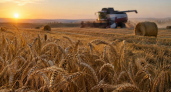 Эксперт Корнюш объяснил, почему продукты в Ростовской области подорожают к зиме