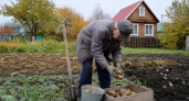 Забыл про мелкую картошку: сменил схему посадки и теперь снимаю по ведру отборных клубней с одного куста
