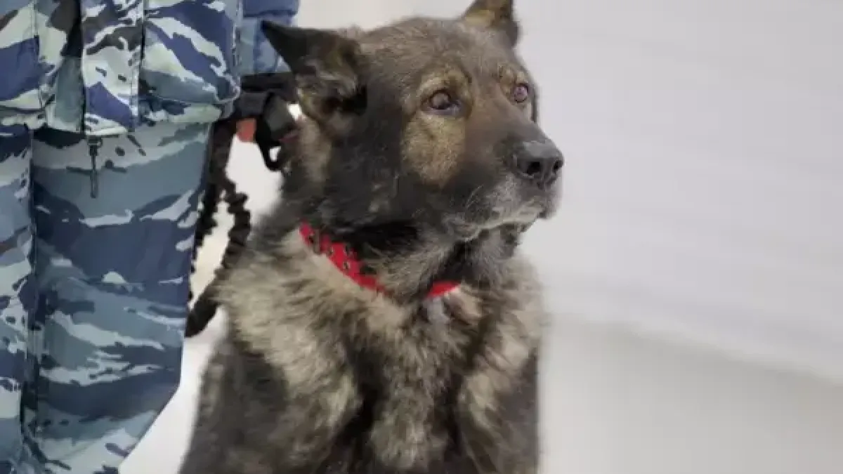 Полицейский пес Вегас ушел на пенсию после 11 тысяч выездов