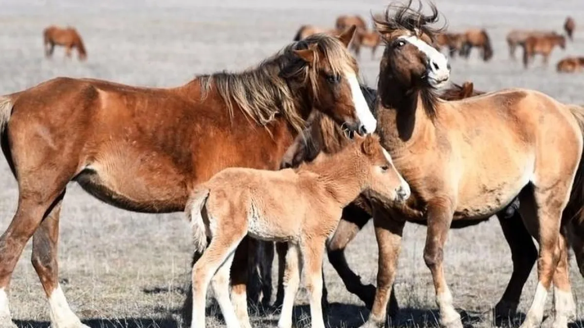 Четыре жеребенка родились в феврале: донские мустанги удивили заповедник