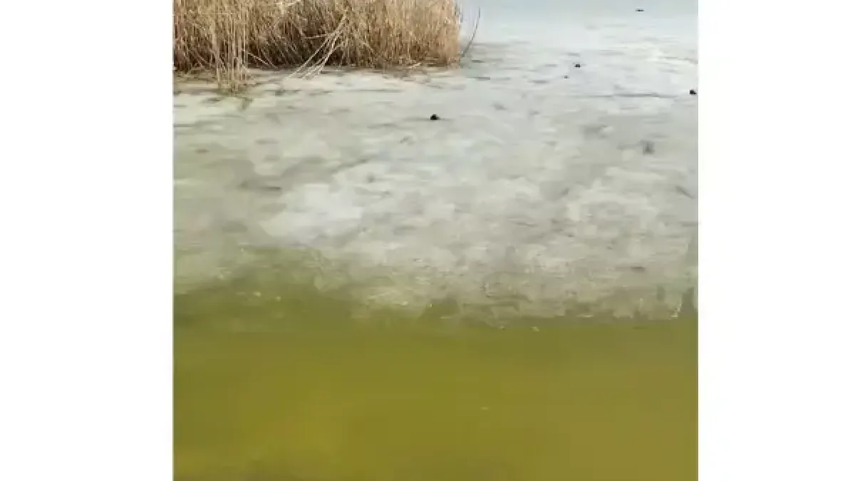 На берегу позеленевшего водохранилища нашли следы автомобиля