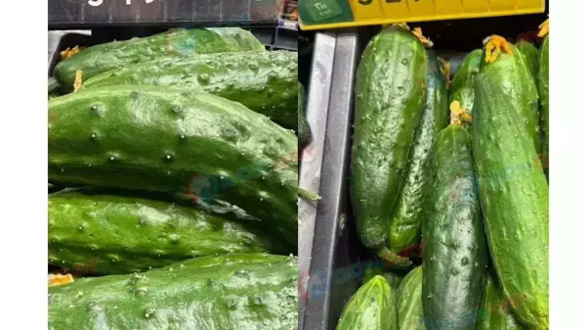Огурцы в Ростове стоили как свиные ребра — теперь подешевели на 40%
