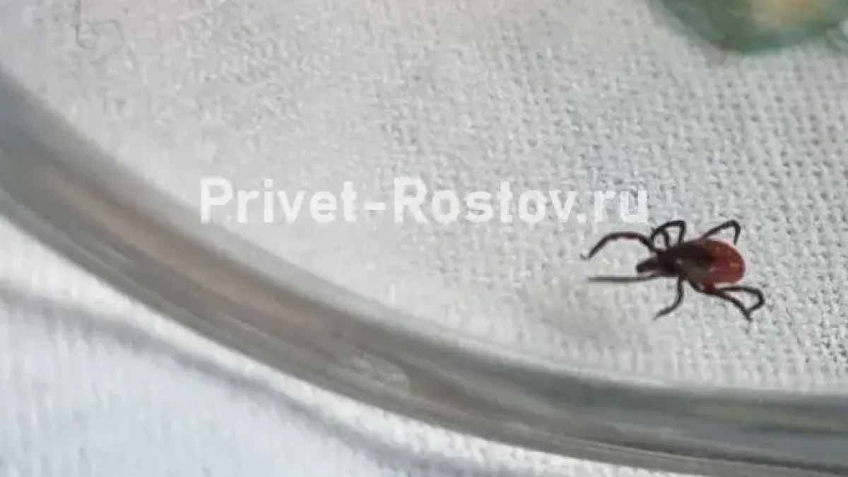 «До смерти будут кусать»: эксперт назвал самые опасные места для ростовчан