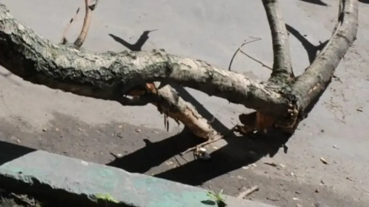 Штормовой ветер 15 м/с повалил дерево между машинами в Ростове