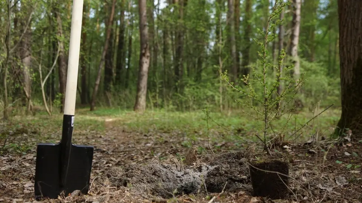 На 1350 гектарах Ростовской области высадят новые леса за 138 миллионов