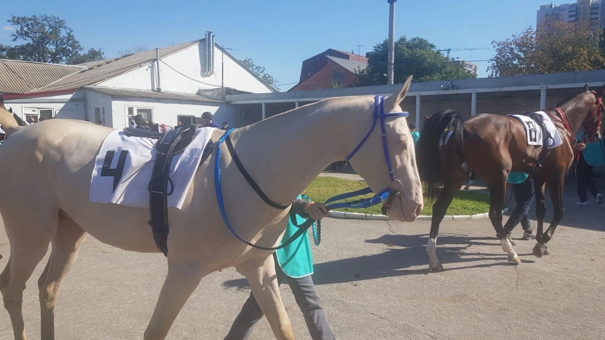 Донские конники рассказали о планах возродить скачки в Ростове в 2026 году