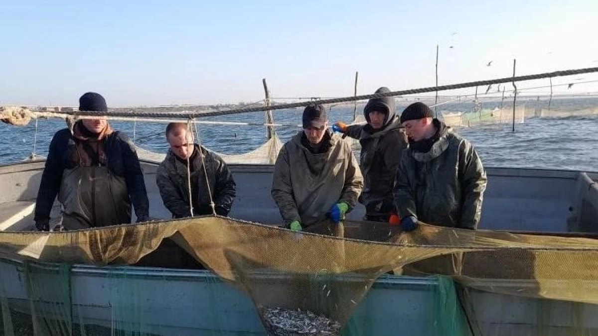 Учёные ВНИРО начали следить за промыслом тюльки у Кривой косы